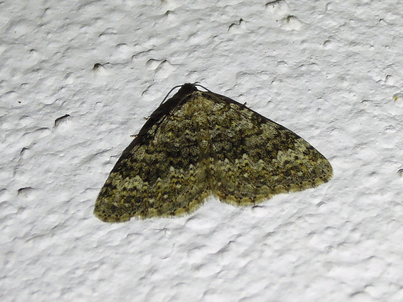 Geometridae Larentiinae da id - Coenotephria sp.